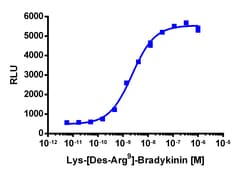 Eurofins Discoverx&nbsp;PathHunter eXpress BDKRB1 CHO-K1 β-Arrestin GPCR Assay, 10-Plate Kit. (93-0639E2CP2L)