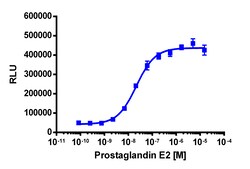 Eurofins Discoverx&nbsp;PathHunter CHO-K1 PTGER3 β-Arrestin Cell Line, 2 vials. (93-0640C2)