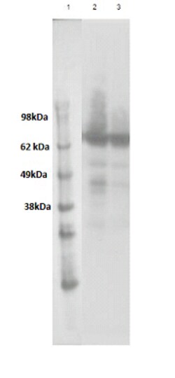 Eurofins Discoverx&nbsp;PathHunter eXpress GPR50 CHO-K1 β-Arrestin Orphan GPCR Assay, 10-Plate Kit. (93-0648E2CP1L)