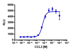 Eurofins Discoverx&nbsp;PathHunter CCR1 Activated GPCR Internalization U2OS Cell Line, 2 vials. (93-0651C3)