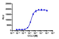 Eurofins Discoverx&nbsp;PathHunter eXpress CCR1 Activated GPCR Internalization Assay, 10pl Kit. (93-0651E3CP5L)