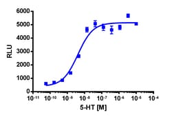 Eurofins Discoverx&nbsp;PathHunter eXpress HTR2C Activated GPCR Internalization Assay, 10pl Kit. (93-0669E3CP27L)