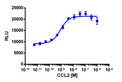 Eurofins Discoverx&nbsp;PathHunter eXpress CCR2 Total GPCR Internalization Assay, 2pl Kit. (93-0679E3CP5M)