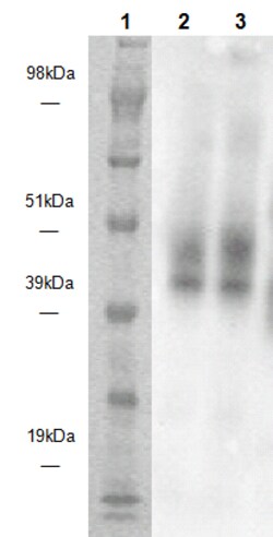 Eurofins Discoverx&nbsp;PathHunter eXpress GPR15 CHO-K1 β-Arrestin Orphan GPCR Assay, 2-Plate Kit. (93-0682E2CP1M)