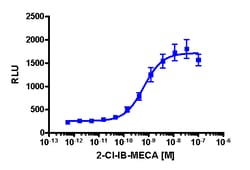 Eurofins Discoverx PathHunter CHO-K1 mADORA3 β-Arrestin Cell Line, 2 vials.