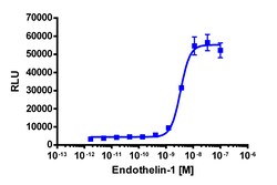 Eurofins Discoverx&nbsp;PathHunter eXpress mEDNRA CHO-K1 β-Arrestin GPCR Assay, 2-Plate Kit. (93-0685E2MCP0M)