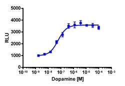 Eurofins Discoverx&nbsp;PathHunter eXpress DRD4 CHO-K1 β-Arrestin GPCR Assay, 2-Plate Kit. (93-0690E2CP0M)
