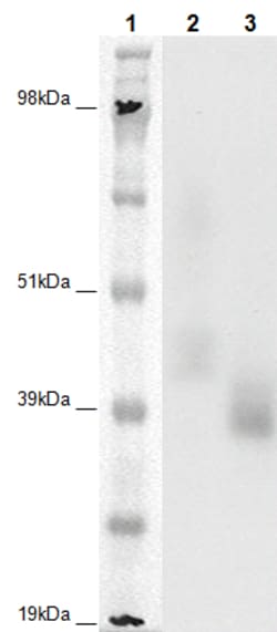 Eurofins Discoverx&nbsp;PathHunter eXpress OXGR1 CHO-K1 β-Arrestin Orphan GPCR Assay, 10-Plate Kit. (93-0693E2CP1L)