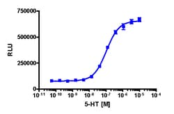 Eurofins Discoverx&nbsp;PathHunter CHO-K1 HTR1A β-Arrestin Cell Line, 2 vials. (93-0696C2)