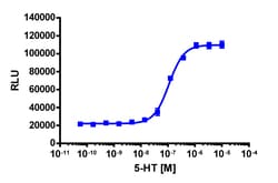 Eurofins Discoverx&nbsp;PathHunter eXpress HTR1A CHO-K1 β-Arrestin GPCR Assay, 10-Plate Kit. (93-0696E2CP0L)