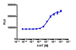 Eurofins Discoverx&nbsp;PathHunter U2OS HTR1B β-Arrestin Cell Line, 2 vials. (93-0697C3)