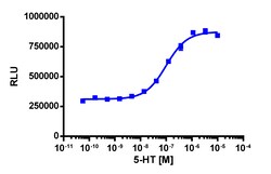 Eurofins Discoverx&nbsp;PathHunter eXpress HTR1B U2OS β-Arrestin GPCR Assay, 10-Plate Kit. (93-0697E3CP6L)