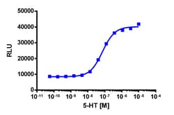 Eurofins Discoverx&nbsp;PathHunter U2OS HTR1F β-Arrestin Cell Line, 2 vials. (93-0699C3)