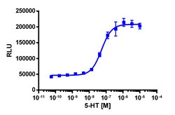 Eurofins Discoverx&nbsp;PathHunter eXpress HTR1F U2OS β-Arrestin GPCR Assay, 10-Plate Kit. (93-0699E3CP0L)