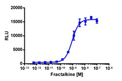 Eurofins Discoverx PathHunter eXpress mCX3CR1 CHO-K1 β-Arrestin GPCR Assay,