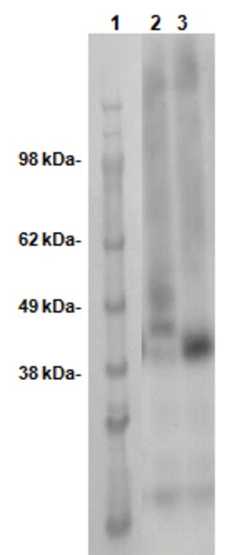 Eurofins Discoverx&nbsp;PathHunter CHO-K1 OPN5 β-Arrestin Orphan GPCR Cell Line, 2 vials. (93-0704C2)