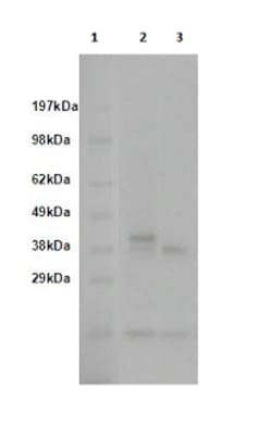 Eurofins Discoverx&nbsp;PathHunter CHO-K1 TAAR5 β-Arrestin Orphan GPCR Cell Line, 2 vials. (93-0718C2)