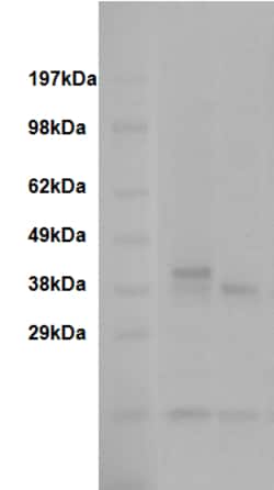 Eurofins Discoverx&nbsp;PathHunter eXpress TAAR5 CHO-K1 β-Arrestin Orphan GPCR Assay, 2-Plate Kit. (93-0718E2CP1M)