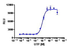 Eurofins Discoverx&nbsp;PathHunter P2RY2 Activated GPCR Internalization U2OS Cell Line, 2 vials. (93-0719C3)
