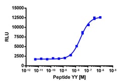 Eurofins Discoverx PathHunter NPY2R Activated GPCR Internalization U2OS