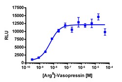 Eurofins Discoverx&nbsp;PathHunter AVPR1B Activated GPCR Internalization U2OS Cell Line, 2 vials. (93-0722C3)