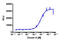 Eurofins Discoverx&nbsp;PathHunter HCRTR1 Total GPCR Internalization U2OS Cell Line, 2 vials. (93-0729C3)