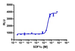 Eurofins Discoverx&nbsp;PathHunter CXCR7 Activated GPCR Internalization U2OS Cell Line, 2 vials. (93-0738C3)