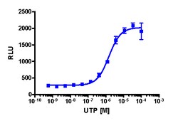 Eurofins Discoverx PathHunter P2RY4 Activated GPCR Internalization U2OS