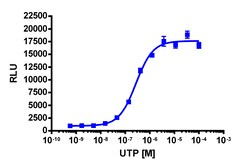 Eurofins Discoverx&nbsp;PathHunter eXpress P2RY4 Activated GPCR Internalization Assay, 2pl Kit. (93-0741E3CP0M)
