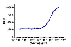 Eurofins Discoverx&nbsp;PathHunter U2OS β-Catenin Nuclear Translocation Cell Line, 2 vials. (93-0743C3)