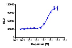 Eurofins Discoverx PathHunter DRD1 Total GPCR Internalization U2OS Cell