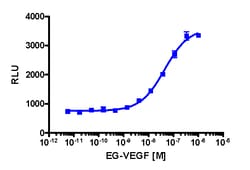 Eurofins Discoverx&nbsp;PathHunter PROKR1 Total GPCR Internalization U2OS Cell Line, 2 vials. (93-0764C3)