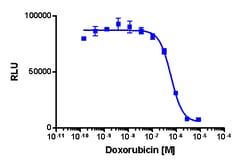 Eurofins Discoverx&nbsp;PathHunter U2OS CDC25A Degradation Cell Line, 2 vials. (93-0765C3)
