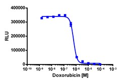 Eurofins Discoverx&nbsp;PathHunter eXpress CDC25A Degradation Assay, 2-Plate Kit. (93-0765E3CP0M)
