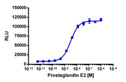 Eurofins Discoverx&nbsp;PathHunter PTGER4 Activated GPCR Internalization U2OS Cell Line, 2 vials. (93-0772C3)
