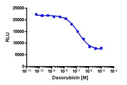 Eurofins Discoverx PathHunter NCI-H460 CDC25A Degradation Cell Line, 2 vials. (93-0776C12)