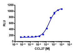 Eurofins Discoverx&nbsp;PathHunter eXpress CCR10 Activated GPCR Internalization Assay, 10pl Kit. (93-0783E3CP5L)