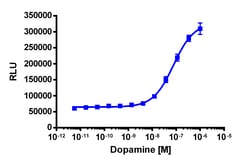 Eurofins Discoverx&nbsp;PathHunter CHO-K1 rDRD2L (Long Isoform) β-Arrestin Cell Line, 2 vials. (93-0785C2)
