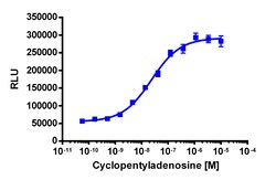 Eurofins Discoverx&nbsp;PathHunter CHO-K1 ADORA1 β-Arrestin Cell Line, 2 vials. (93-0787C2)
