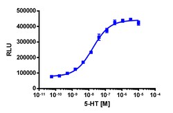 Eurofins Discoverx PathHunter U2OS mHTR2C β-Arrestin Cell Line, 2 vials. (93-0790C3)