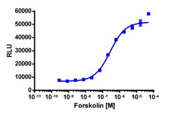 Eurofins Discoverx&nbsp;PathHunter eXpress TORC2 Nuclear Translocation Assay, 10pl Kit. (93-0813E3CP19L)