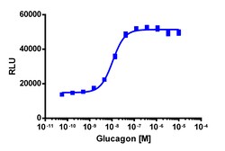 Eurofins Discoverx&nbsp;PathHunter eXpress GCGR Total Internalization Assay, 10pl Kit. (93-0820E1CP0L)
