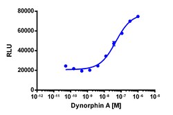 Eurofins Discoverx&nbsp;PathHunter eXpress OPRK1 Total Internalization Assay, 10pl Kit. (93-0828E3CP0L)