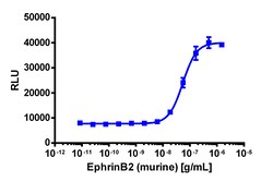 Eurofins Discoverx&nbsp;PathHunter eXpress EphB3 Functional Assay, 2-Plate Kit. (93-0842E3CP16M)
