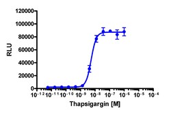 Eurofins Discoverx PathHunter U2OS XBP1 Nuclear Translocation Cell Line,