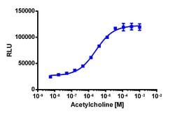 Eurofins Discoverx&nbsp;PathHunter eXpress CHRM1 U2OS β-Arrestin GPCR Assay, 2-Plate Kit. (93-0859E3CP0M)