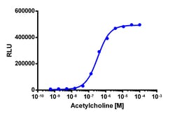 Eurofins Discoverx&nbsp;PathHunter CHO-K1 rCHRM4 β-Arrestin Cell Line, 2 vials. (93-0870C2)