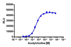 Eurofins Discoverx&nbsp;PathHunter eXpress rCHRM4 CHO-K1 β-Arrestin GPCR Assay, 2-Plate Kit. (93-0870E2RCP2M)