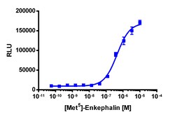 Eurofins Discoverx&nbsp;PathHunter U2OS OPRM1 β-Arrestin-1 Cell Line, 2 vials. (93-0878C3)