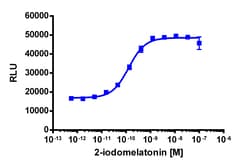 Eurofins Discoverx&nbsp;PathHunter MTNR1B Total Internalization U2OS Cell Line, 2 vials. (93-0881C3)